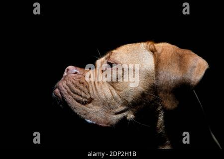 Eine Porträtaufnahme von Mabel, einer einjährigen Dogue de Bordeaux (französischer Mastiff), die bei schlechten Lichtverhältnissen mit einem Blitz außerhalb der Kamera aufgenommen wurde. Stockfoto