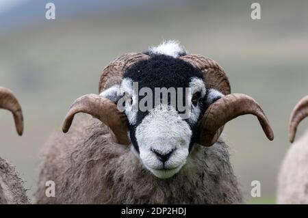 Schwarz und weiß Gesichter von Swaledale Widder, zeigen ihre Hörner. Cumbria, Großbritannien. Stockfoto