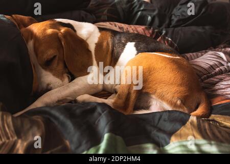 Ein Beagle Erwachsener Hund schlafen auf einem gemütlichen Bett. Stockfoto