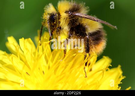 Eine frühe Bumblebee (Bombus pratorum) Mit Pollen bedeckt, bestäubt einen leuchtend gelben Löwinenzapfen (Taraxacum officinale) Stockfoto