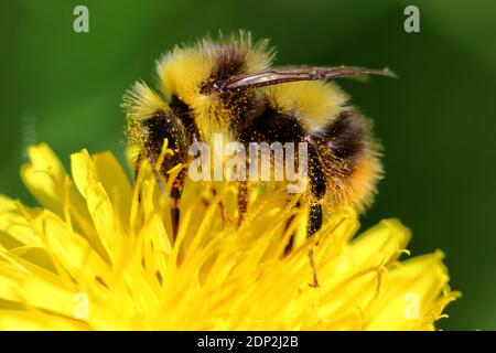 Eine frühe Bumblebee (Bombus pratorum) Mit Pollen bedeckt, bestäubt einen leuchtend gelben Löwinenzapfen (Taraxacum officinale) Stockfoto