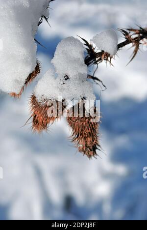 Silybum marianum (Cardus marianus, Milchdistel, selige Milchdistel, Mariendistel, Marientdistel oder Schottdistel) trockene, schneebedeckte Blumen Stockfoto