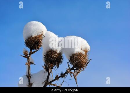 Silybum marianum (Cardus marianus, Milchdistel, selige Milchdistel, Mariendistel, Marientdistel oder Schottdistel) trockene, schneebedeckte Blumen, B. Stockfoto