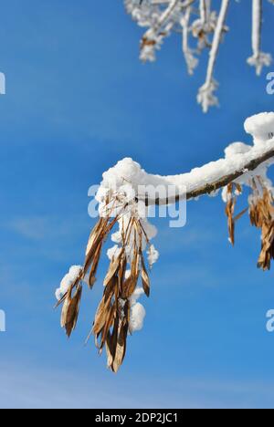 Trockener Eschenbaum (Fraxinus) Samen auf einer schneebedeckten Tücke, blauer sonniger Hintergrund Stockfoto