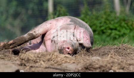 Freilaufschwein rollt in einem Fahrerlager. Lancashire, Großbritannien. Stockfoto