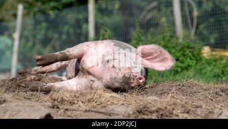 Freilaufschwein rollt in einem Fahrerlager. Lancashire, Großbritannien. Stockfoto