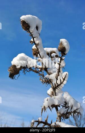 Silybum marianum (Cardus marianus, Milchdistel, selige Milchdistel, Mariendistel, Marientdistel oder Schottdistel) trockene, schneebedeckte Blumen, B. Stockfoto