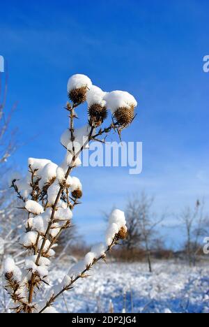 Silybum marianum (cardus marianus, Mariendistel, gesegnete Milchdistel, Mariendistel, Mariendistel oder schottische Distel) trockene, mit Schnee bedeckte Blüten, m Stockfoto