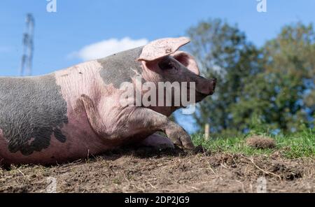 Freilaufschwein rollt an einem schönen sonnigen Tag in einem kleinen staubigen Fahrerlager. Lancashire, Großbritannien. Stockfoto