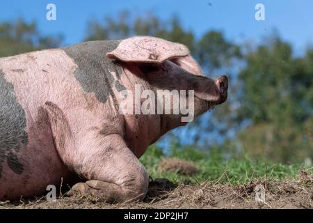 Freilaufschwein rollt an einem schönen sonnigen Tag in einem kleinen staubigen Fahrerlager. Lancashire, Großbritannien. Stockfoto