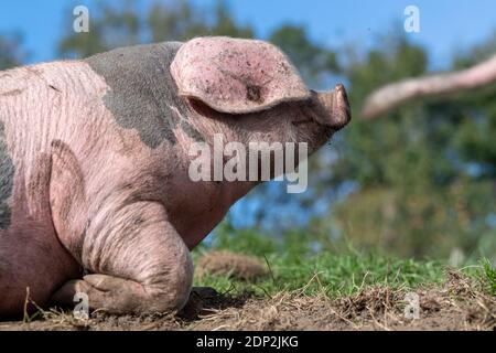 Freilaufschwein rollt an sonnigen Tagen in einem Fahrerlager. Lancashire, Großbritannien. Stockfoto