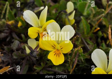 Sand oder Düne-Stiefmütterchen 'Viola tricolor subsp. Curtisii' gefunden in trockenen sandigen Grasland und in Sand und Dünensysteme, Blumen juni bis september, Braunton BU Stockfoto