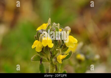 Sandtoadflax, 'Linaria arenaria', kurz, klebrig behaart, gelb geblüht, selten.Gefunden in Sanddünen.Küstenhabitat. Mai bis September. Braunton. Norden Stockfoto