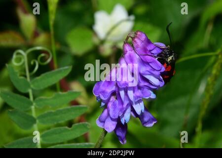 Tufted Vetch 'Vicia cracca' mit einem 6-Punkt Burnett Moth 'Zygaena filipendulae', Frühsommer auf Kreidehügeln in Wiltshire.UK Stockfoto