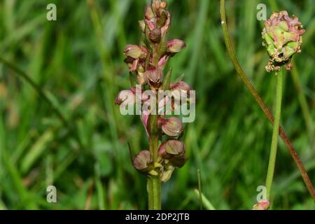 Frog Orchid, Dactylorhiza viridis, auf Kreide Grasland, in Wiltshire.UK Stockfoto