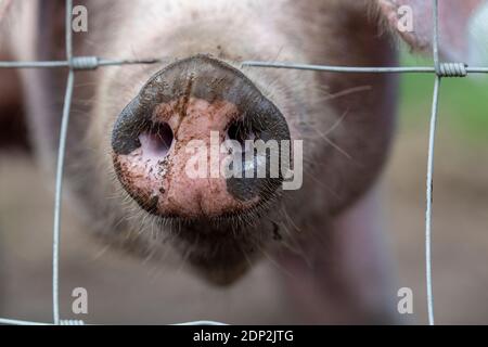 Nahaufnahme des Freirange-Schweins, das die Nase durch einen Drahtzaun führt. Lancashire, Großbritannien Stockfoto