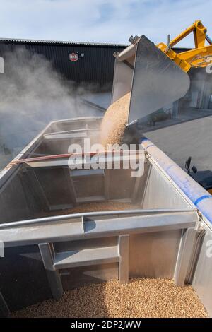 Beladen von Bohnen für Tierfutter in einen Wagen aus einem Hofladen mit einem JCB Loadall. North Yorkshire, Großbritannien. Stockfoto