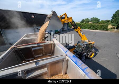 Beladen von Bohnen für Tierfutter in einen Wagen aus einem Hofladen mit einem JCB Loadall. North Yorkshire, Großbritannien. Stockfoto