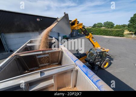 Beladen von Bohnen für Tierfutter in einen Wagen aus einem Hofladen mit einem JCB Loadall. North Yorkshire, Großbritannien. Stockfoto