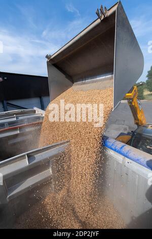 Beladen von Bohnen für Tierfutter in einen Wagen aus einem Hofladen mit einem JCB Loadall. North Yorkshire, Großbritannien. Stockfoto