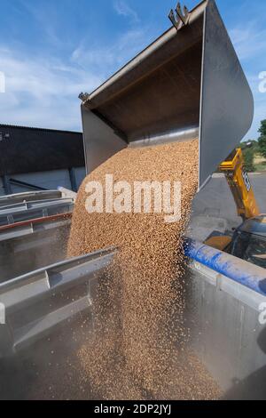 Beladen von Bohnen für Tierfutter in einen Wagen aus einem Hofladen mit einem JCB Loadall. North Yorkshire, Großbritannien. Stockfoto