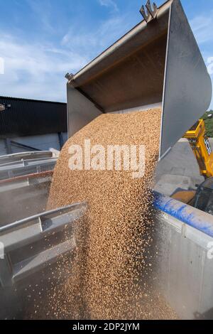 Beladen von Bohnen für Tierfutter in einen Wagen aus einem Hofladen mit einem JCB Loadall. North Yorkshire, Großbritannien. Stockfoto