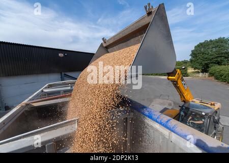 Beladen von Bohnen für Tierfutter in einen Wagen aus einem Hofladen mit einem JCB Loadall. North Yorkshire, Großbritannien. Stockfoto