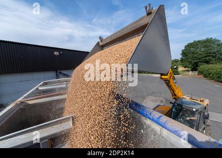 Beladen von Bohnen für Tierfutter in einen Wagen aus einem Hofladen mit einem JCB Loadall. North Yorkshire, Großbritannien. Stockfoto