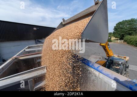 Beladen von Bohnen für Tierfutter in einen Wagen aus einem Hofladen mit einem JCB Loadall. North Yorkshire, Großbritannien. Stockfoto