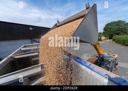 Beladen von Bohnen für Tierfutter in einen Wagen aus einem Hofladen mit einem JCB Loadall. North Yorkshire, Großbritannien. Stockfoto