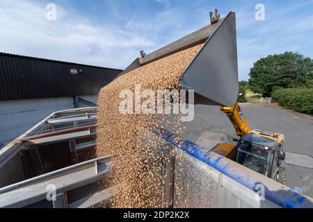 Beladen von Bohnen für Tierfutter in einen Wagen aus einem Hofladen mit einem JCB Loadall. North Yorkshire, Großbritannien. Stockfoto