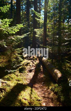 Ein Teppich aus Kiefernnadeln und ein gefallener Baum bedeckt einen Pfad. Auf dem Furth Talalay Blue Hill Heritage Trust Trail in Surry, Maine. Stockfoto