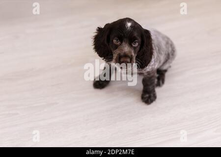Russian Spaniel Welpe isoliert auf weißem Holzboden. Stockfoto