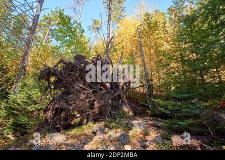 Die freigelegten Wurzeln eines gefallenen Baumes. Auf dem Osgood Trail zum Blue Hill Berggipfel, Teil des Blue Hill Heritage Trust in Maine. Stockfoto