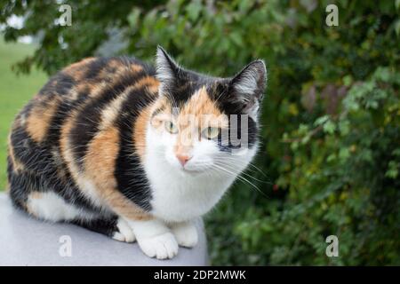 Wunderbare Calico Katze sitzt draußen an einer Wand Stockfoto