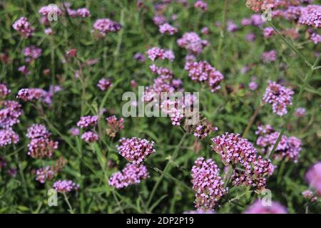 Verbena bonariensis Stockfoto