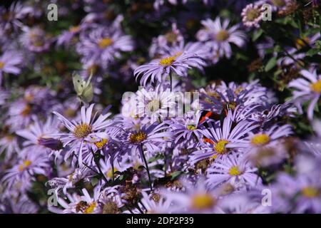 Michaelmas Gänseblümchen (Aster) Stockfoto