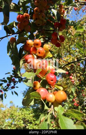 Äpfel wachsen auf einem Baum Stockfoto