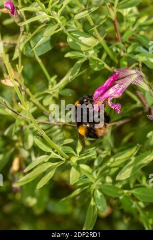 Bee on Salvia Jamensis 'Raspberry Royale' Stockfoto