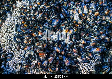 Abstract close-up of sea shells; mollusks; mussels; northern California beach; USA Stock Photo