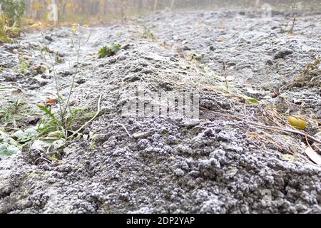 Der erste Frost im Spätherbst, der Boden ist an der Oberfläche gefroren Stockfoto