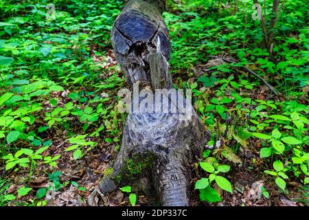 In der Nähe von Schloss kriebstein, Biberbauten, fallender Baum, sachsen, deutschland Stockfoto