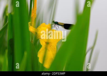 Drachenfliege auf gelber Seerose am Fluss zschopau, nahe Schloss Kriebstein, sachsen, deutschland Stockfoto