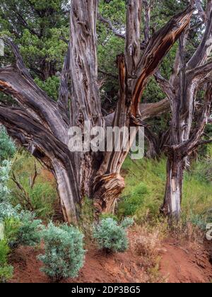 Tot juniper Trunk, Naturlehrpfad, Kodachrome Basin State Park, Cannonville, Utah. Stockfoto