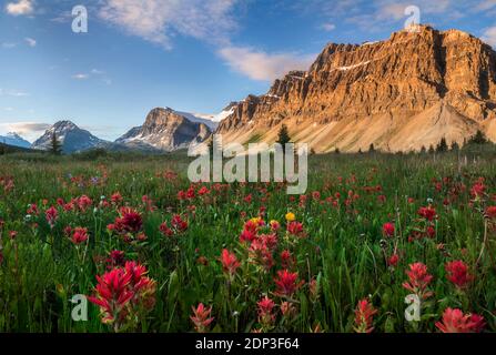 Wildblumen blühen am Bow Lake im Sommer Stockfoto