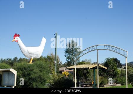 Die großen Duty Chook an Moonbi NSW Australien am Rande des Moonbi Park. Stockfoto