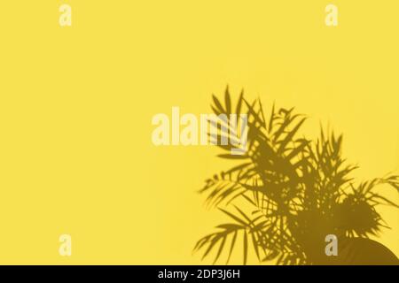 Schatten von Palmblättern auf gelbem Wandhintergrund. Florale Bordüre Trendfarbe Stockfoto