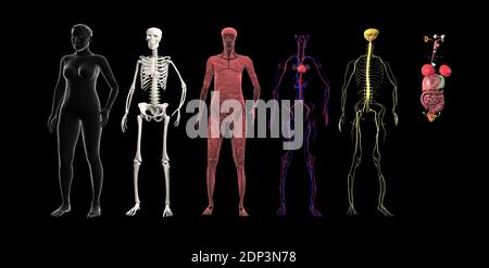 Menschliche Körpersysteme. Illustrationen zu Muskel-, Skelett-, Herz-Kreislauf-, Nervensystem und anderen inneren Organen. Stockfoto