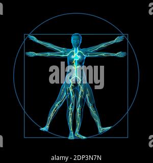 Vitruvian Frau, 3D-Illustration. Stockfoto