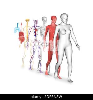 Menschliche Körpersysteme. Illustrationen des Muskel-, Skelett-, Herz-Kreislauf-, Nerven-, Verdauungs- und Atmungssystems. Stockfoto